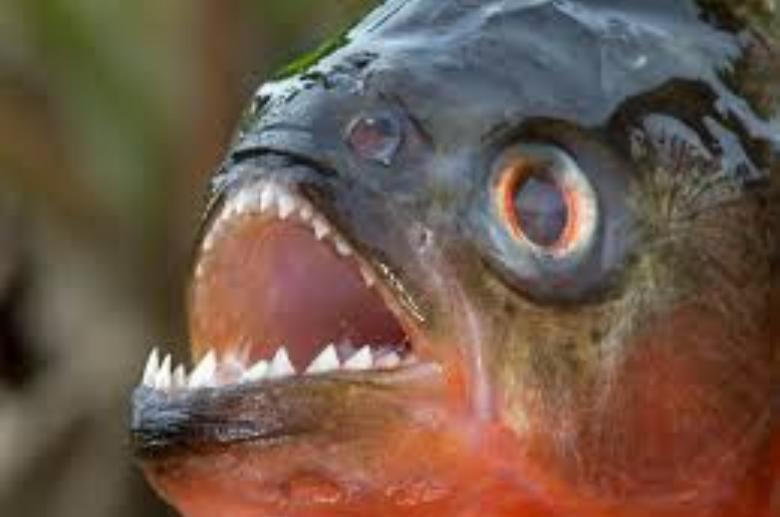 Fakta Unik Mengenai Ikan Piranha | Intersisi News